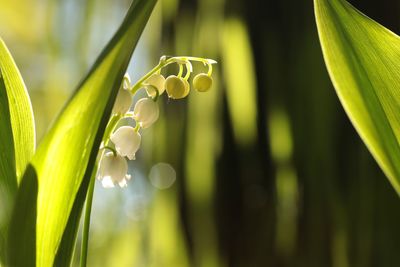 Close-up of flowering plant