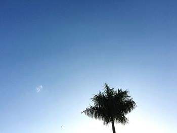 Low angle view of tree against blue sky