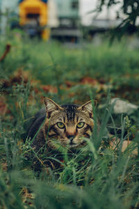 animal