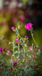Close-up of pink flowers