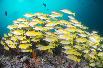 School of blue banded snapper ,wide angle