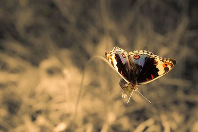 Close-up of butterfly pollinating flower