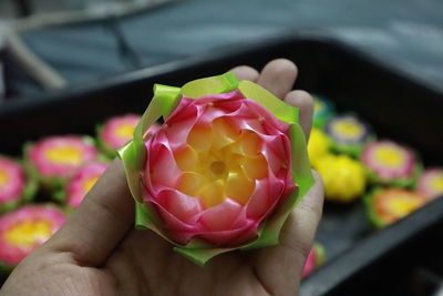 Close-up of hand holding pink rose