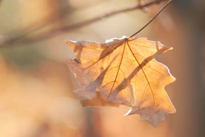 Close-up of dry leaf on plant during autumn