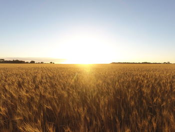 Scenic view of field against clear sky