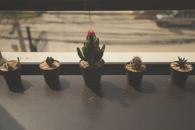 Close-up of potted plant on table in greenhouse