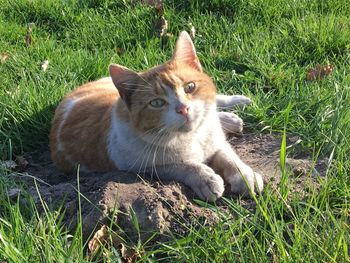 Portrait of cat on grass