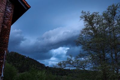 Low angle view of trees against sky