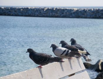 Four pigeons perched on bench on coastline at dana point in california