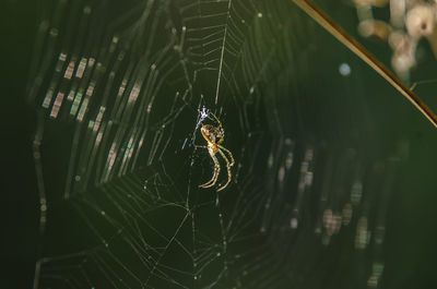 Close-up of spider on web