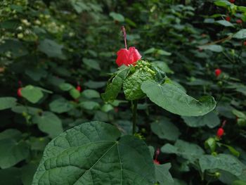 Close-up of red flower