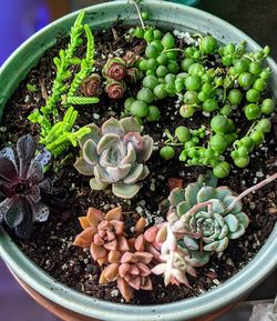 High angle view of potted plants in container