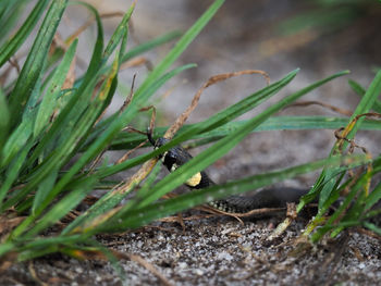 Close-up of lizard on field