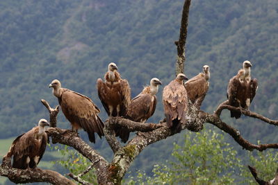 Flock of birds perching on tree