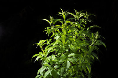 Close-up of fresh green plant against black background