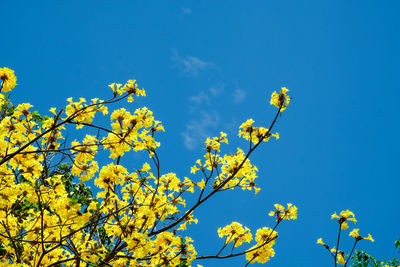 Low angle view of yellow flowering plants against blue sky