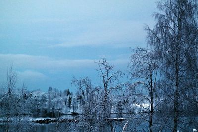 Bare trees against sky