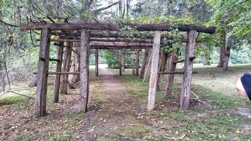 Road passing through forest