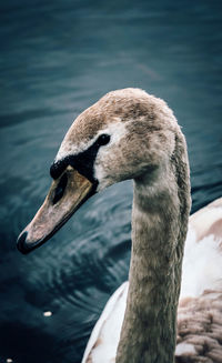 Close-up of swan in lake