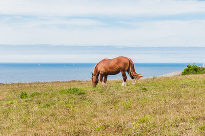 Horses on a field