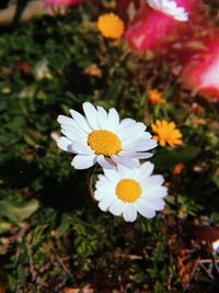 Close-up of white daisy flower