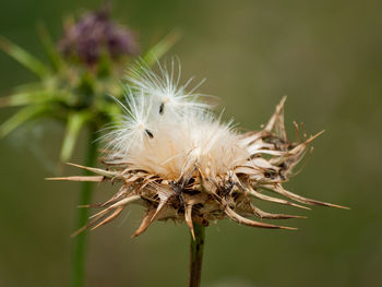 Close-up of wilted dandelion