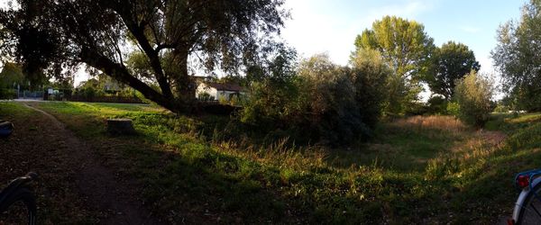 Trees growing on field against sky