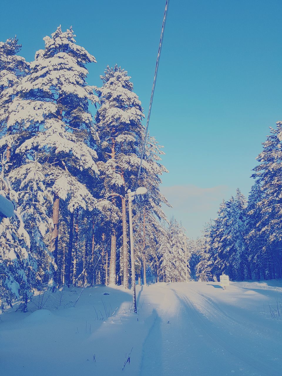 snow, winter, cold temperature, season, tree, clear sky, blue, nature, beauty in nature, white color, tranquility, weather, covering, growth, low angle view, tranquil scene, day, sky, outdoors, field