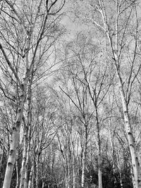 Low angle view of bare trees in forest