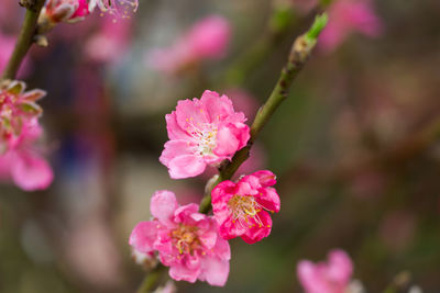 Close-up of pink flowers