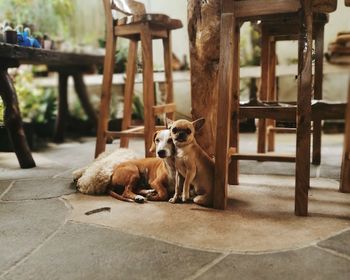 Dogs resting on floor