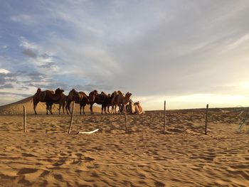 Camels on sand at beach against sky