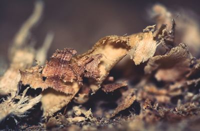 Close-up of insect on wood