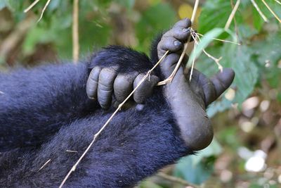 Close-up of hand feeding outdoors