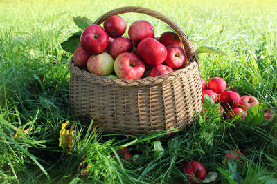 Fresh fruits in basket on field