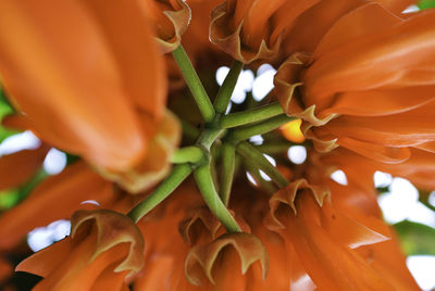 Close-up of orange flowering plant