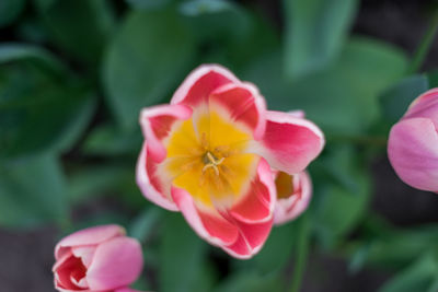 Close-up of pink flowering plant