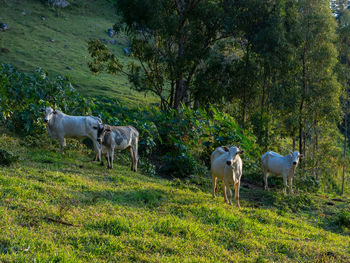 Cows in a field