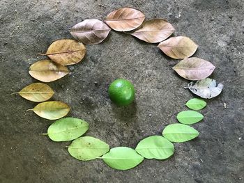 High angle view of leaves on plant