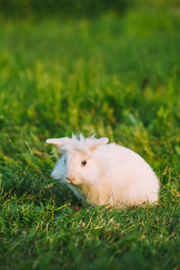 Sheep in a field