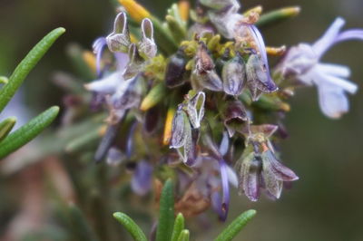 Close-up of flowers against blurred background