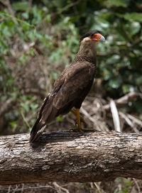 Close-up of bird perching on wood