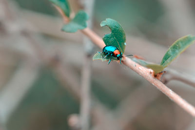 Close-up of insect on leaf