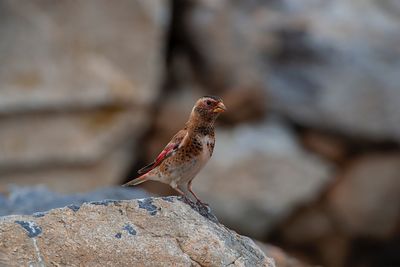 Close-up of bird perching on rock