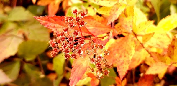 Close-up of maple leaves on plant during autumn