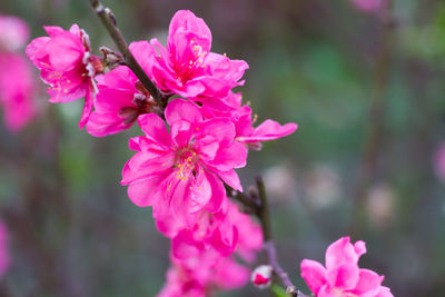 Close-up of pink flowers