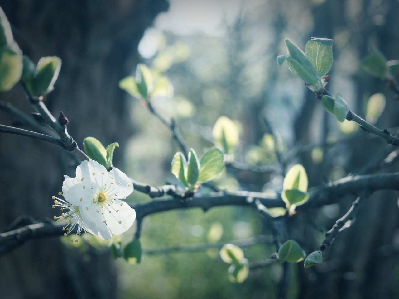 CLOSE-UP OF FRESH WHITE FLOWERING PLANT WITH TREE BRANCH