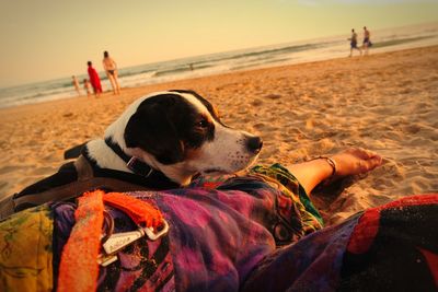 Dog relaxing on beach