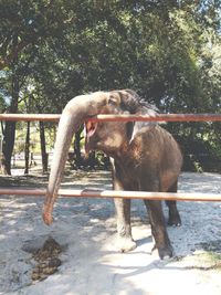 View of an animal against plants