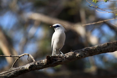 Bird perching on branch